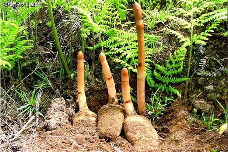 陕西天麻种植技术