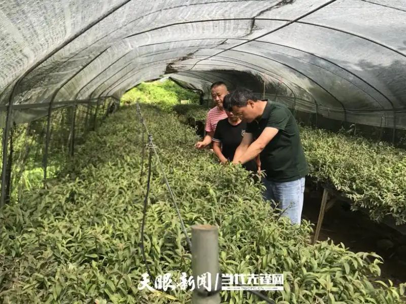 点进这篇文章，铁皮石斛种植注意事项早知道！