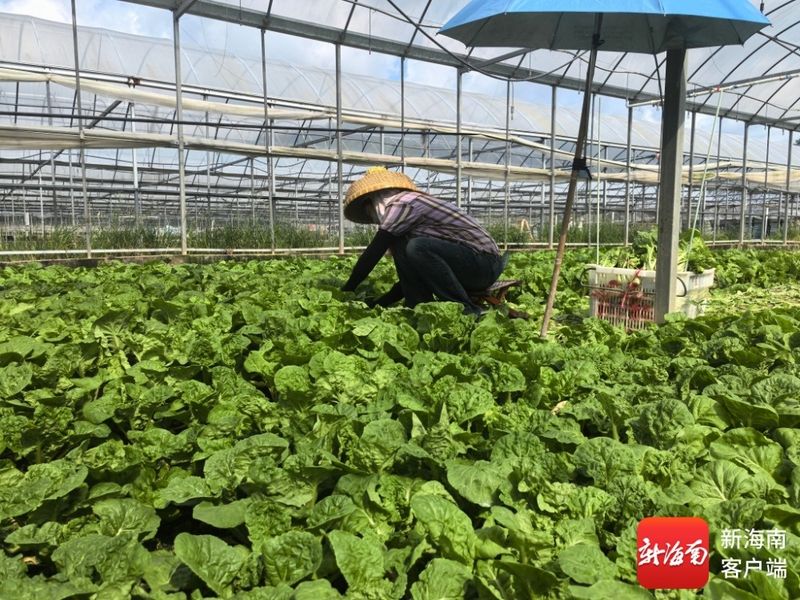 空心菜种植方法(图解)