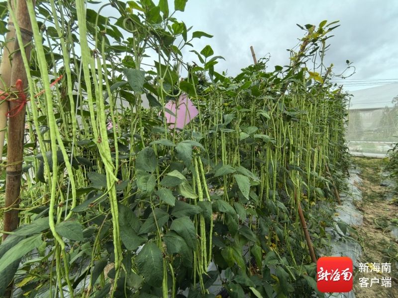 空心菜种植方法(图解)