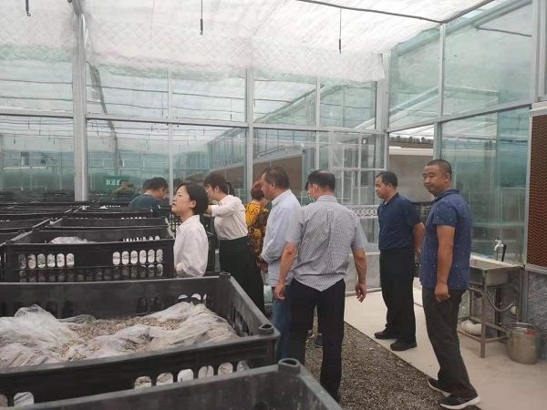 陕西天麻种植技术