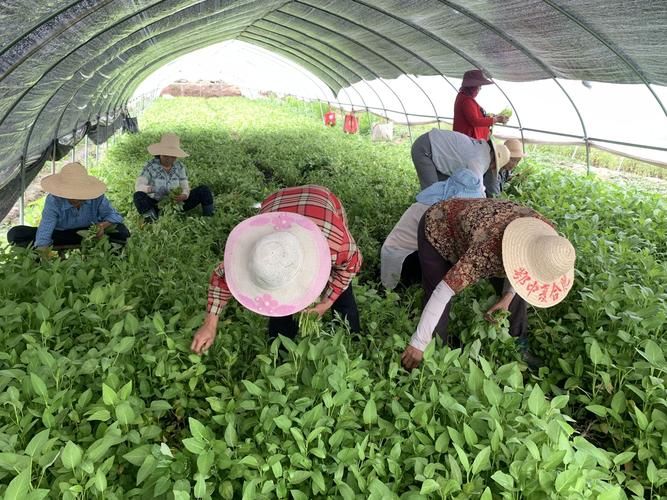 空心菜种植方法(图解)