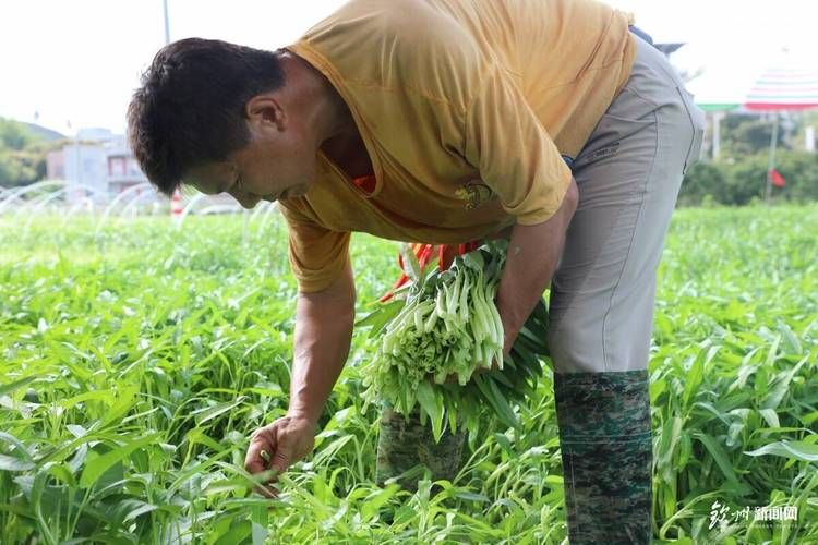 空心菜种植方法(图解)