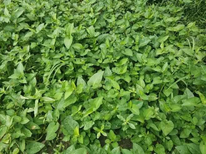 空心菜种植方法(图解)