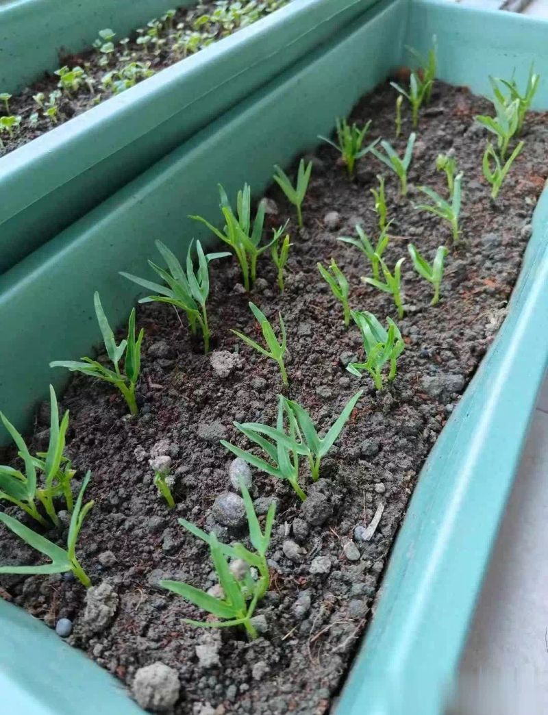 空心菜追肥用什么肥料好?