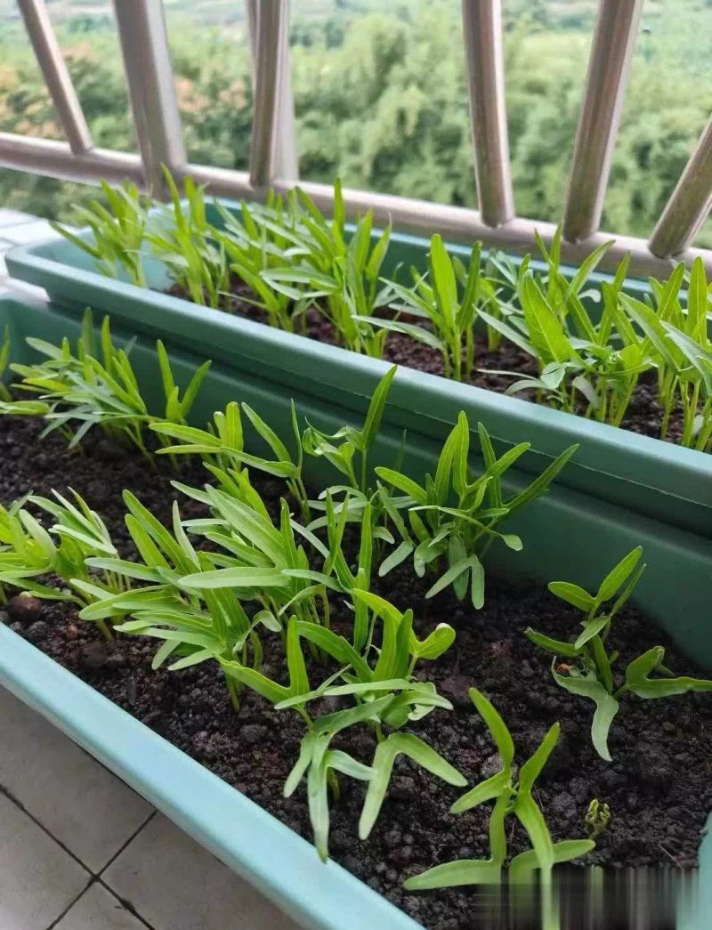 空心菜种植方法(图解)