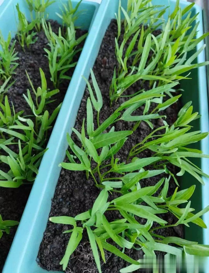 空心菜种植方法(图解)