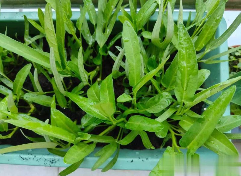 空心菜种植方法(图解)