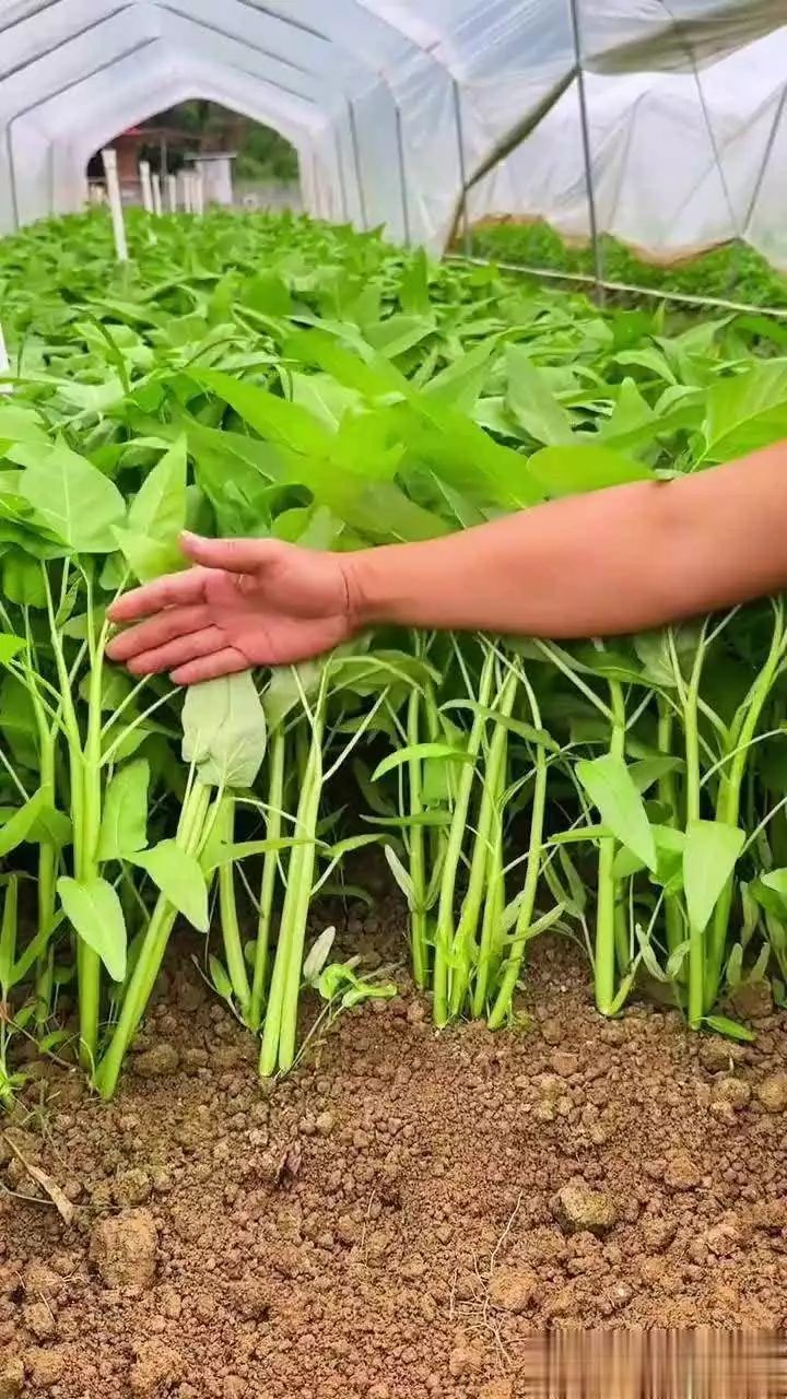 空心菜种植方法(图解)