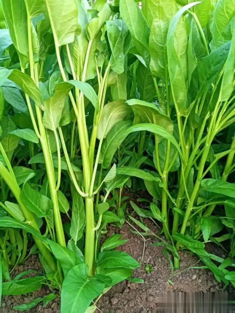 空心菜种植方法(图解)