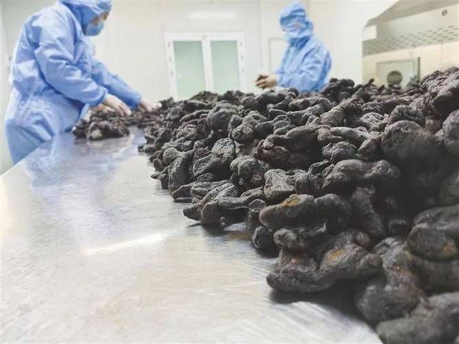 陕西天麻种植技术