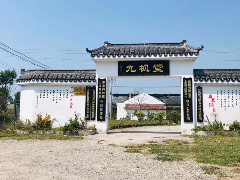 铁皮石斛大棚种植方法