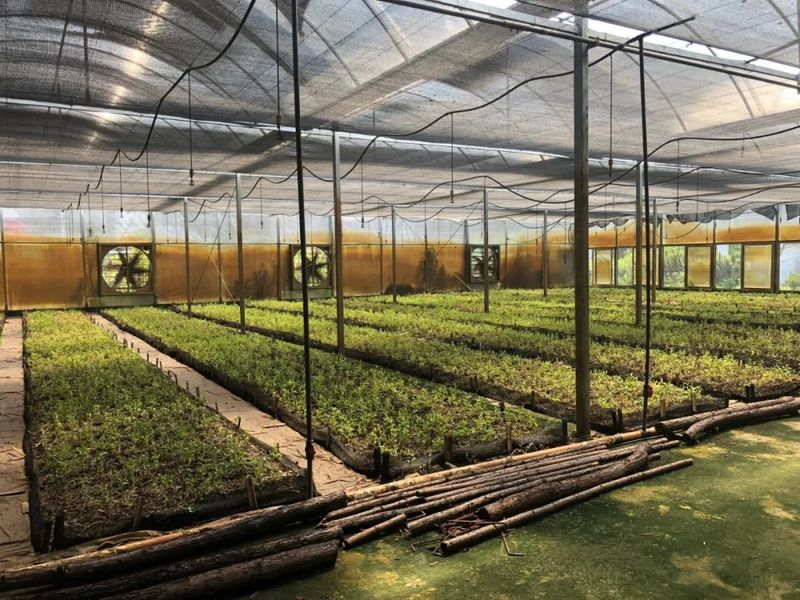 铁皮石斛大棚种植方法