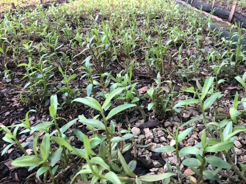 铁皮石斛大棚种植方法