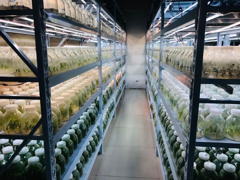 铁皮石斛大棚种植方法