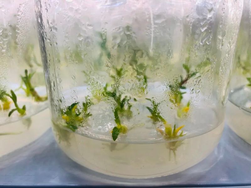 铁皮石斛大棚种植方法