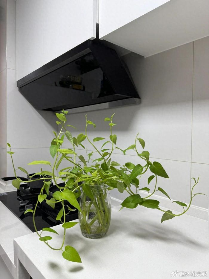 空心菜种植方法(图解)