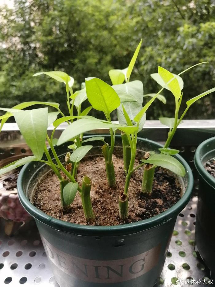 空心菜种植方法(图解)
