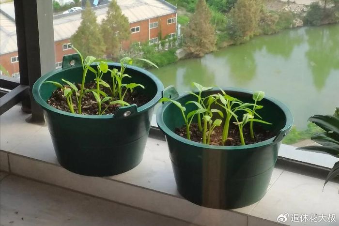 空心菜种植方法(图解)