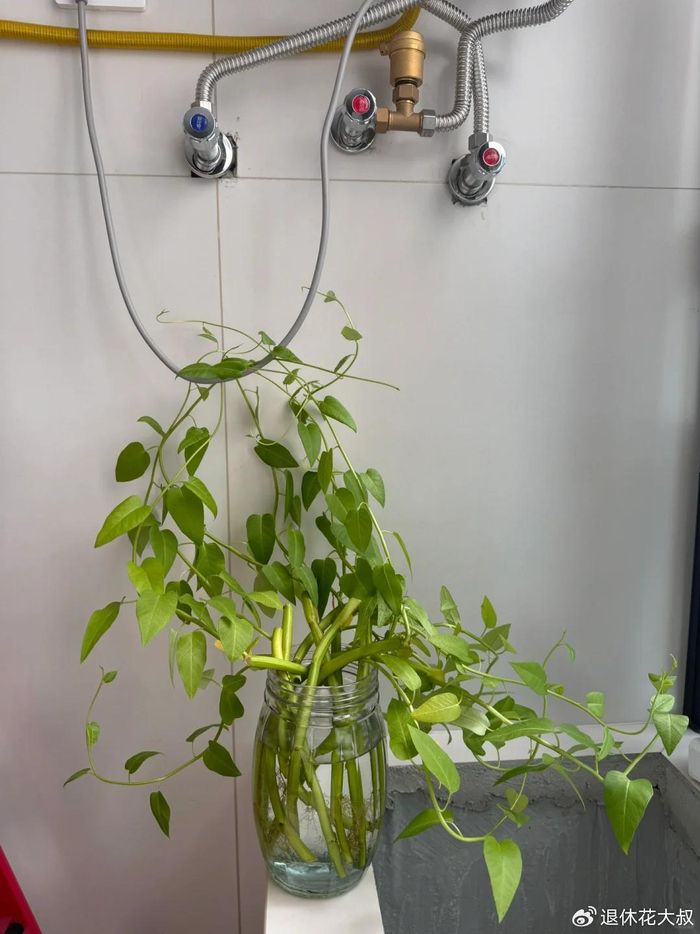 空心菜种植方法(图解)