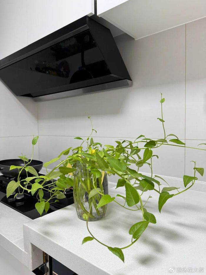 空心菜种植方法(图解)