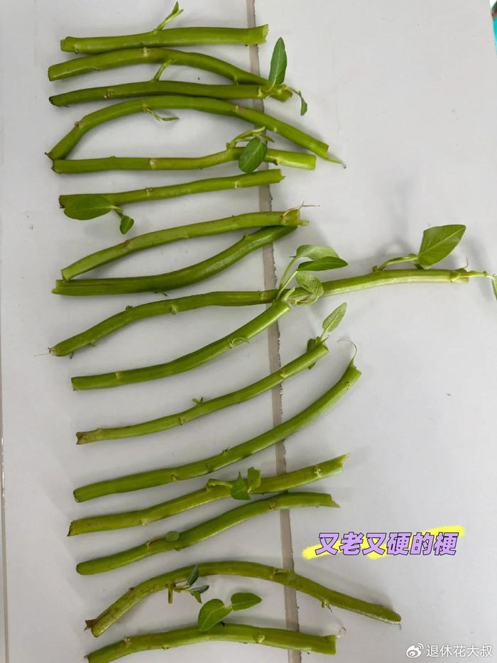 空心菜种植方法(图解)