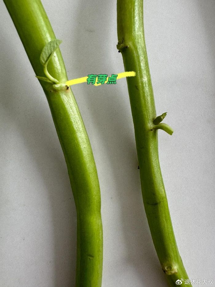 空心菜种植方法(图解)