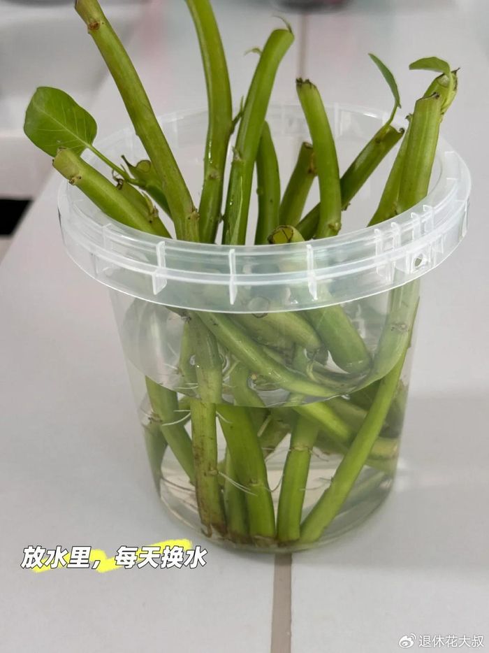 空心菜种植方法(图解)