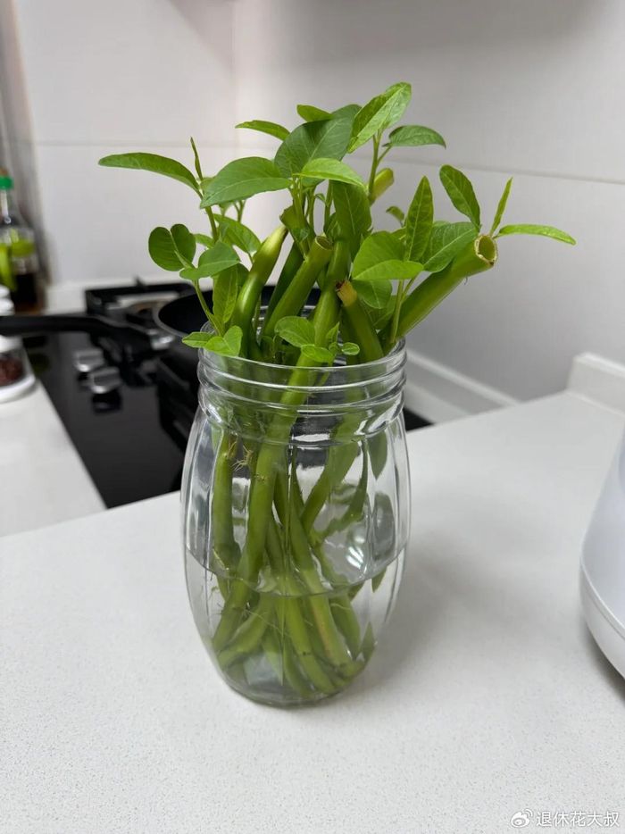 空心菜种植方法(图解)