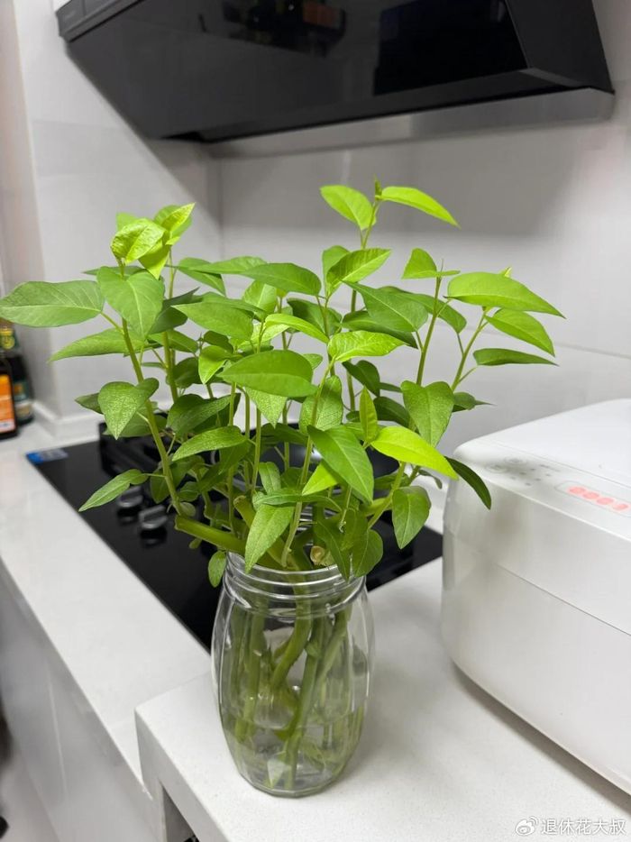 空心菜种植方法(图解)