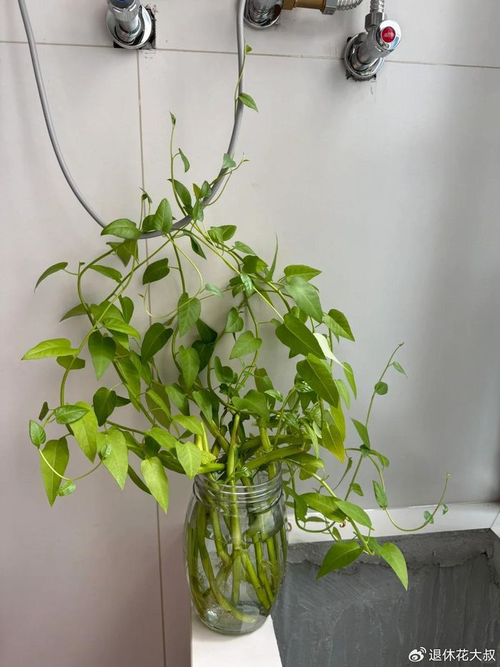 空心菜种植方法(图解)