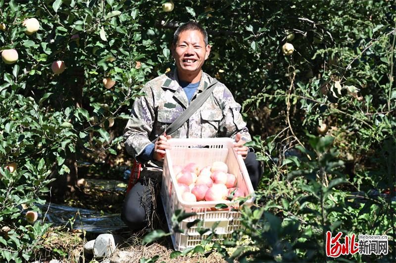 苹果树苗种植技术
