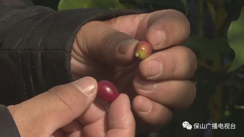 咖啡的种植技术