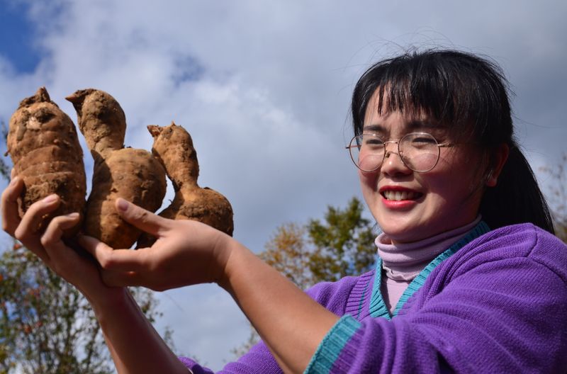 陕西天麻种植技术