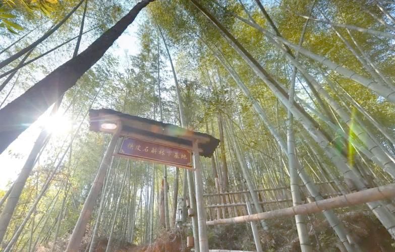 铁皮石斛大棚种植方法