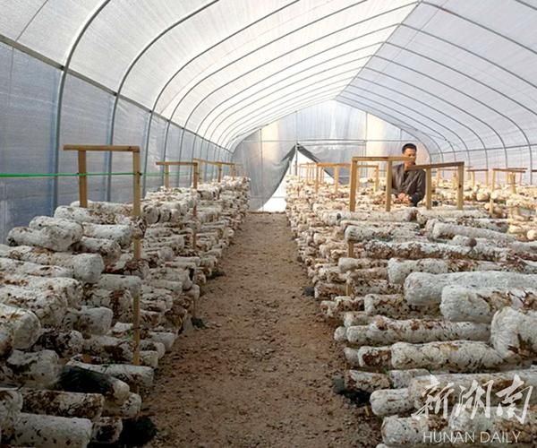 铁皮石斛大棚种植方法