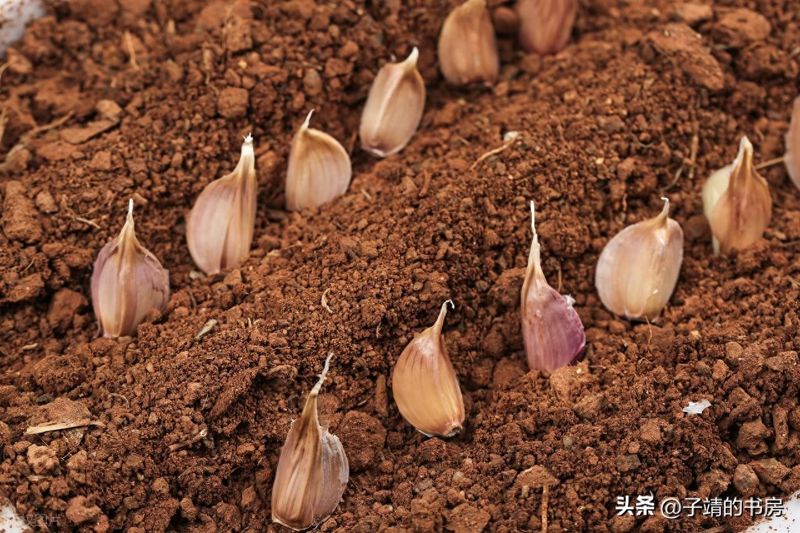 南方大蒜种植技术