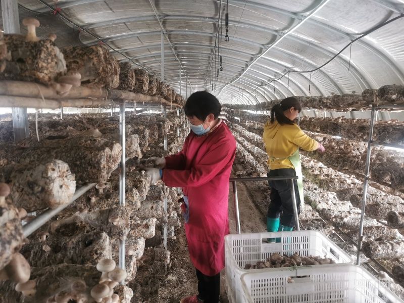 蘑菇种植技术视频播放