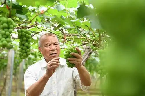蘑菇种植技术视频播放