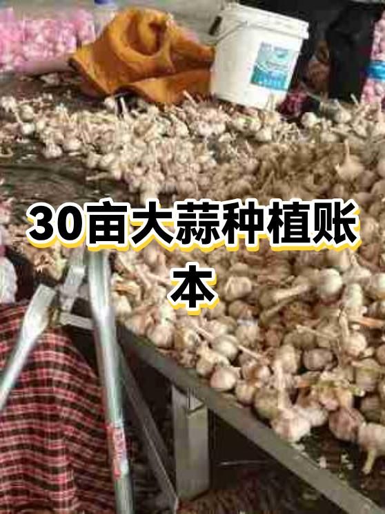 南方大蒜种植技术