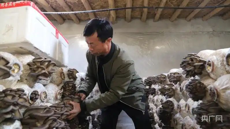 蘑菇种植技术视频播放