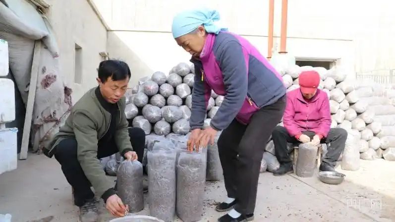 蘑菇种植技术视频播放