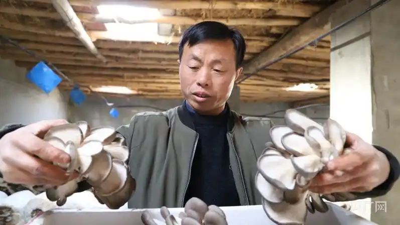 蘑菇种植技术视频播放