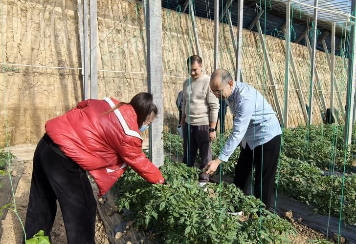 以色列番茄种植技术图片