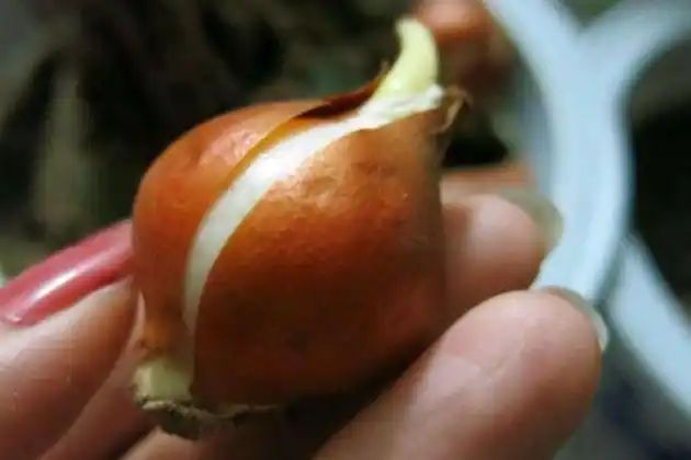 北方郁金香的养殖方法
