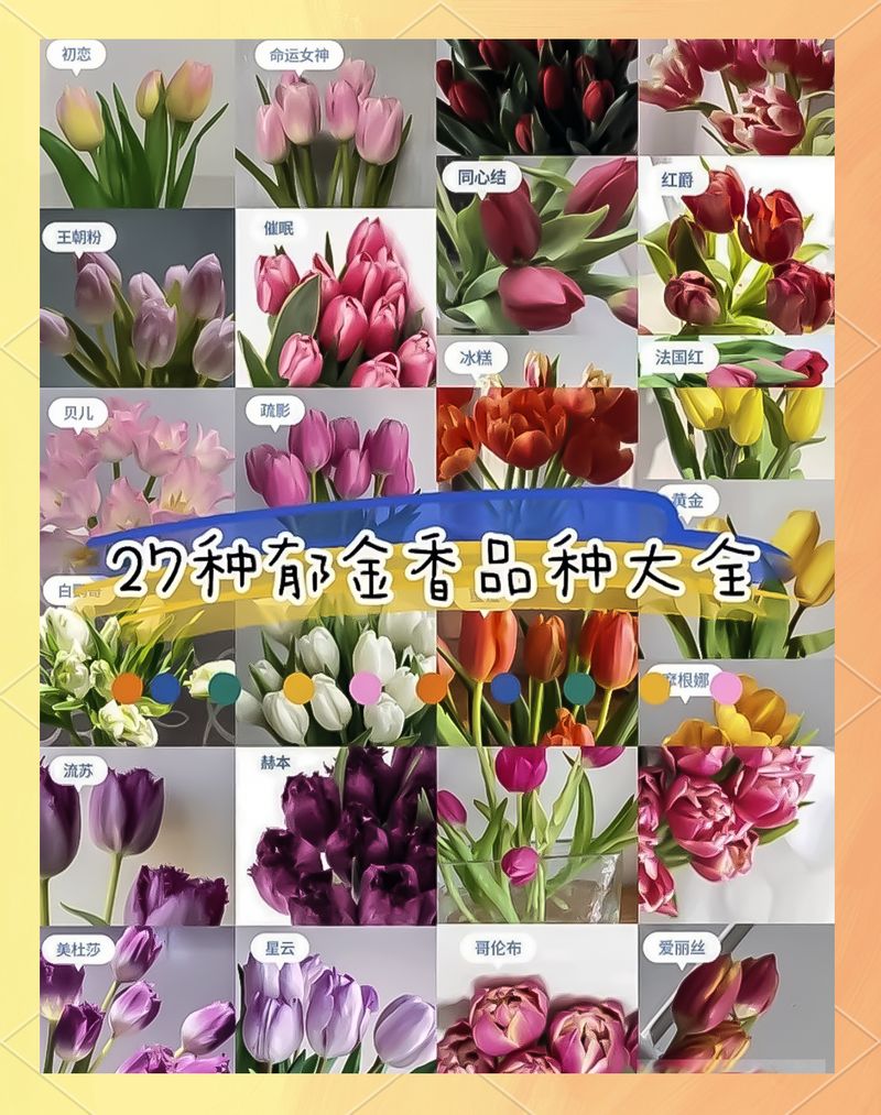 北方郁金香的养殖方法