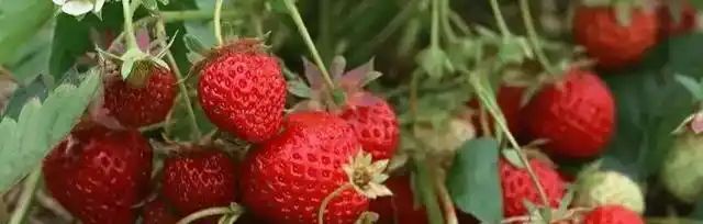 冬季草莓盆栽种植技术