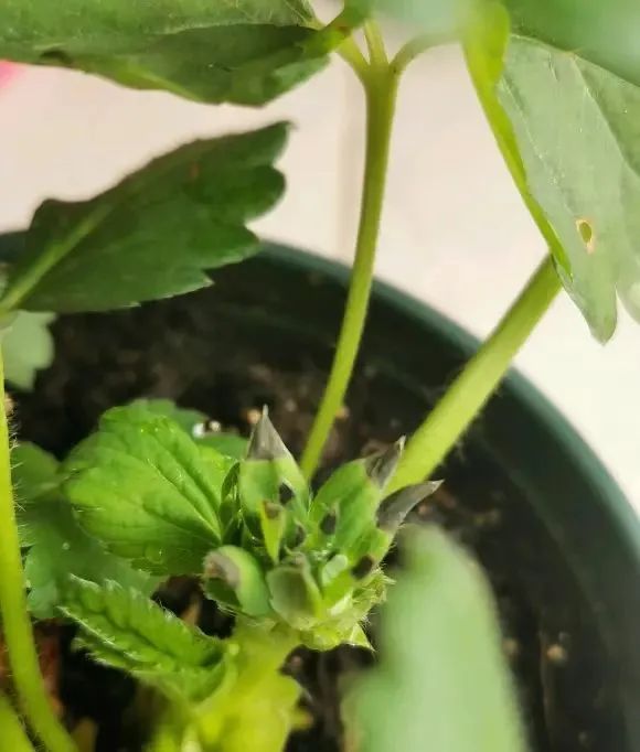 冬季草莓盆栽种植技术