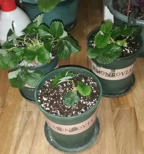 冬季草莓盆栽种植技术