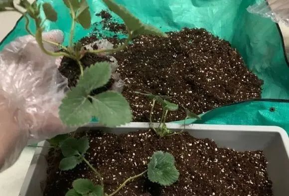 冬季草莓盆栽种植技术